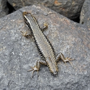 Eulamprus heatwolei at Paddys River, ACT - 11 Dec 2018