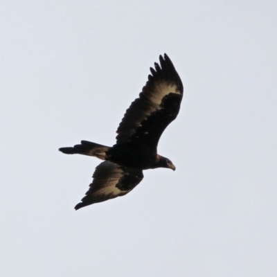 Aquila audax (Wedge-tailed Eagle) at Paddys River, ACT - 10 Dec 2018 by RodDeb