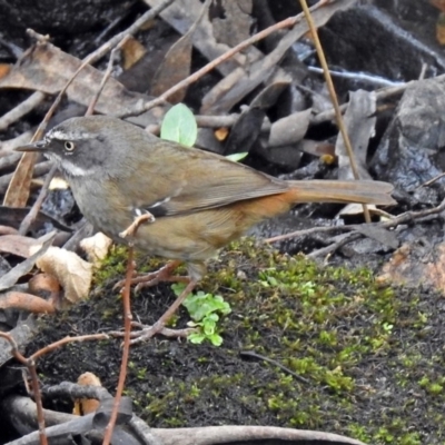 Sericornis frontalis (White-browed Scrubwren) at Paddys River, ACT - 11 Dec 2018 by RodDeb