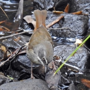 Sericornis frontalis at Paddys River, ACT - 11 Dec 2018 01:27 PM