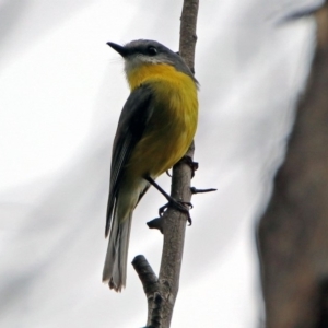 Eopsaltria australis at Paddys River, ACT - 11 Dec 2018