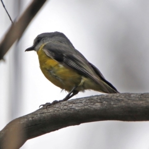 Eopsaltria australis at Paddys River, ACT - 11 Dec 2018