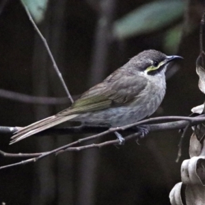 Caligavis chrysops at Paddys River, ACT - 11 Dec 2018