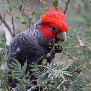 Callocephalon fimbriatum at Paddys River, ACT - 11 Dec 2018