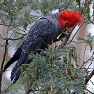 Callocephalon fimbriatum at Paddys River, ACT - 11 Dec 2018