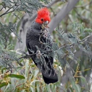 Callocephalon fimbriatum at Paddys River, ACT - 11 Dec 2018