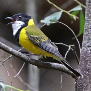 Pachycephala pectoralis at Paddys River, ACT - 11 Dec 2018 01:47 PM