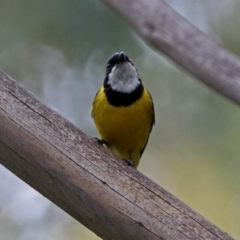 Pachycephala pectoralis at Paddys River, ACT - 11 Dec 2018