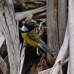 Pachycephala pectoralis at Paddys River, ACT - 11 Dec 2018 01:47 PM