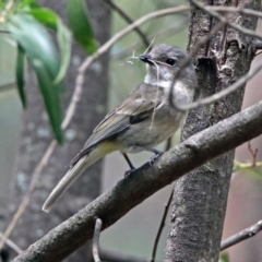 Pachycephala pectoralis at Paddys River, ACT - 11 Dec 2018 01:47 PM