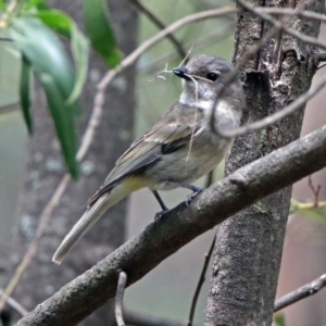 Pachycephala pectoralis at Paddys River, ACT - 11 Dec 2018