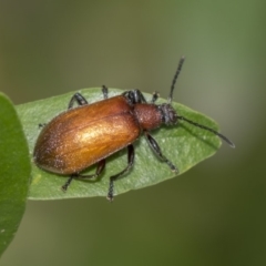 Ecnolagria grandis (Honeybrown beetle) at Hackett, ACT - 10 Dec 2018 by Alison Milton