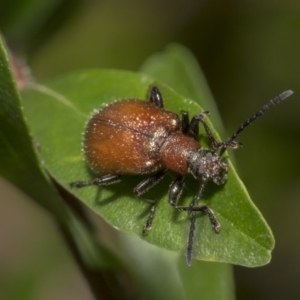 Ecnolagria grandis at Hackett, ACT - 11 Dec 2018 09:42 AM