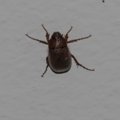 Melolonthinae sp. (subfamily) (Cockchafer) at Higgins, ACT - 8 Dec 2018 by Alison Milton