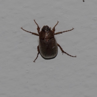 Melolonthinae (subfamily) (Cockchafer) at Higgins, ACT - 8 Dec 2018 by AlisonMilton