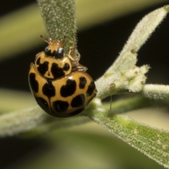 Harmonia conformis (Common Spotted Ladybird) at ANBG - 10 Dec 2018 by Alison Milton