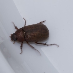 Sericesthis nigrolineata (Dusky pasture scarab) at Higgins, ACT - 12 Dec 2018 by Alison Milton