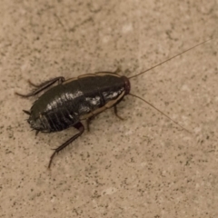 Drymaplaneta communis (Eastern Wood Runner, Common Shining Cockroach) at ANBG - 10 Dec 2018 by Alison Milton