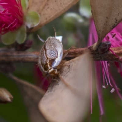 Balta spuria (A Balta Cockroach) at ANBG - 10 Dec 2018 by AlisonMilton