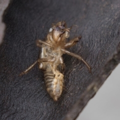 Cicadettini sp. (tribe) (Cicada) at Acton, ACT - 9 Dec 2018 by Alison Milton