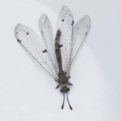 Dendroleon sp. (genus) (An Antlion Lacewing) at Higgins, ACT - 12 Dec 2018 by AlisonMilton