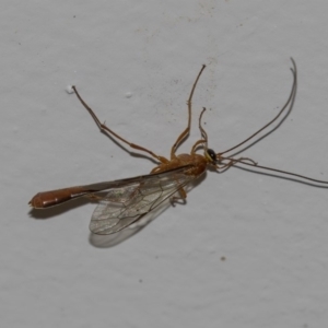 Netelia sp. (genus) at Higgins, ACT - 8 Dec 2018 09:19 PM