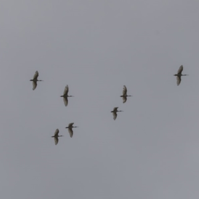 Threskiornis molucca (Australian White Ibis) at Acton, ACT - 10 Dec 2018 by Alison Milton