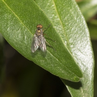 Dolichopodidae (family) - 1 Jan 1900 by AlisonMilton