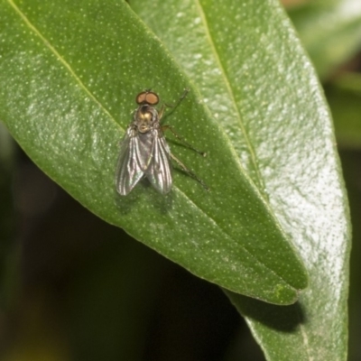 Dolichopodidae sp. (family) at Hackett, ACT - 10 Dec 2018 by Alison Milton