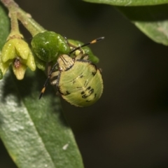 Pentatomidae (family) at Hackett, ACT - 11 Dec 2018