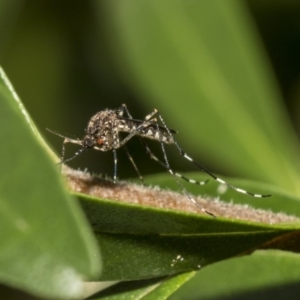 Culicidae (family) at Hackett, ACT - 11 Dec 2018