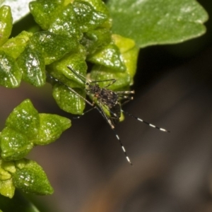 Culicidae (family) at Hackett, ACT - 11 Dec 2018 09:58 AM