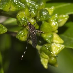 Culicidae (family) at Hackett, ACT - 11 Dec 2018