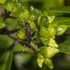 Culicidae (family) at Hackett, ACT - 11 Dec 2018