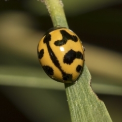 Coccinella transversalis (Transverse Ladybird) at ANBG - 10 Dec 2018 by Alison Milton