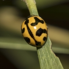 Coccinella transversalis (Transverse Ladybird) at Hackett, ACT - 10 Dec 2018 by Alison Milton