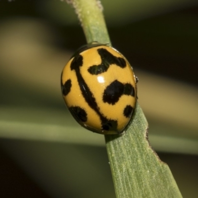 Coccinella transversalis (Transverse Ladybird) at Hackett, ACT - 10 Dec 2018 by Alison Milton