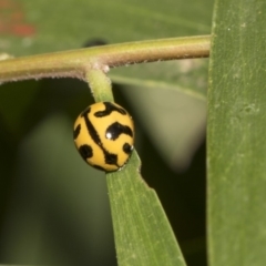 Coccinella transversalis at Hackett, ACT - 11 Dec 2018