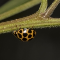 Harmonia conformis (Common Spotted Ladybird) at Hackett, ACT - 10 Dec 2018 by Alison Milton