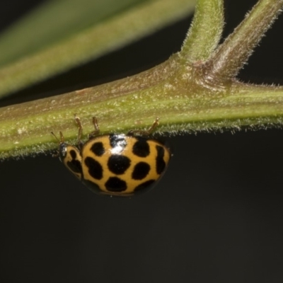 Harmonia conformis (Common Spotted Ladybird) at Hackett, ACT - 10 Dec 2018 by Alison Milton