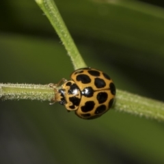 Harmonia conformis (Common Spotted Ladybird) at Hackett, ACT - 10 Dec 2018 by Alison Milton