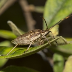 Poecilometis strigatus (Gum Tree Shield Bug) at Hackett, ACT - 10 Dec 2018 by Alison Milton