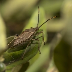 Poecilometis strigatus at Hackett, ACT - 11 Dec 2018