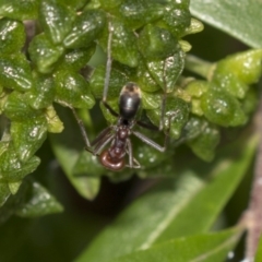 Iridomyrmex purpureus (Meat Ant) at Hackett, ACT - 11 Dec 2018 by AlisonMilton