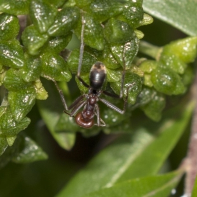Iridomyrmex purpureus (Meat Ant) at Hackett, ACT - 10 Dec 2018 by Alison Milton