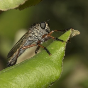 Asilinae sp. (subfamily) at Canberra Central, ACT - 11 Dec 2018