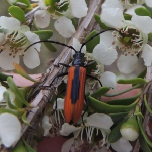 Stenoderus suturalis at Tharwa, ACT - 9 Dec 2018 07:28 PM