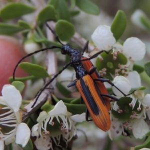 Stenoderus suturalis at Tharwa, ACT - 9 Dec 2018