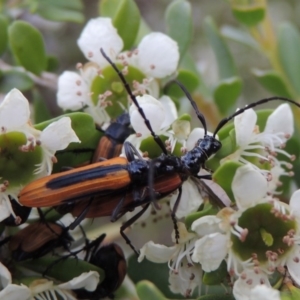 Stenoderus suturalis at Tharwa, ACT - 9 Dec 2018