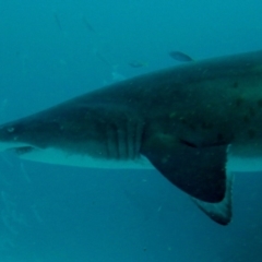 Carcharias taurus (Grey Nurse Shark) at Merimbula, NSW - 10 Dec 2018 by rickcarey